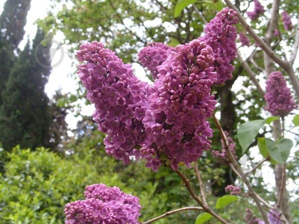 Саженец Сирень обыкновенная Marceau С14, Н100-130 - фото 1 Саженец Сирень обыкновенная Marceau С14, Н100-130 - фото 1