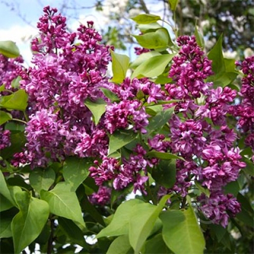 Саженец Сирень обыкновенная Mrs Edward Harding С14, Н100-130 - фото 2 Саженец Сирень обыкновенная Mrs Edward Harding С14, Н100-130 - фото 2