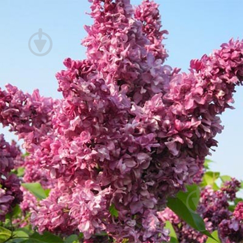 Саженец Сирень обыкновенная Mrs Edward Harding С14, Н100-130 - фото 3 Саженец Сирень обыкновенная Mrs Edward Harding С14, Н100-130 - фото 3