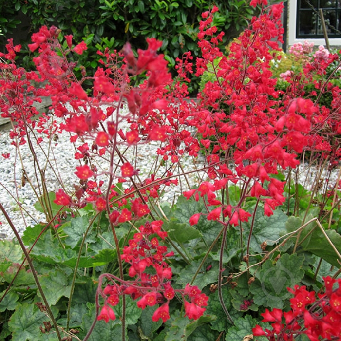 Растение Гейхера Корал Форест - фото 2