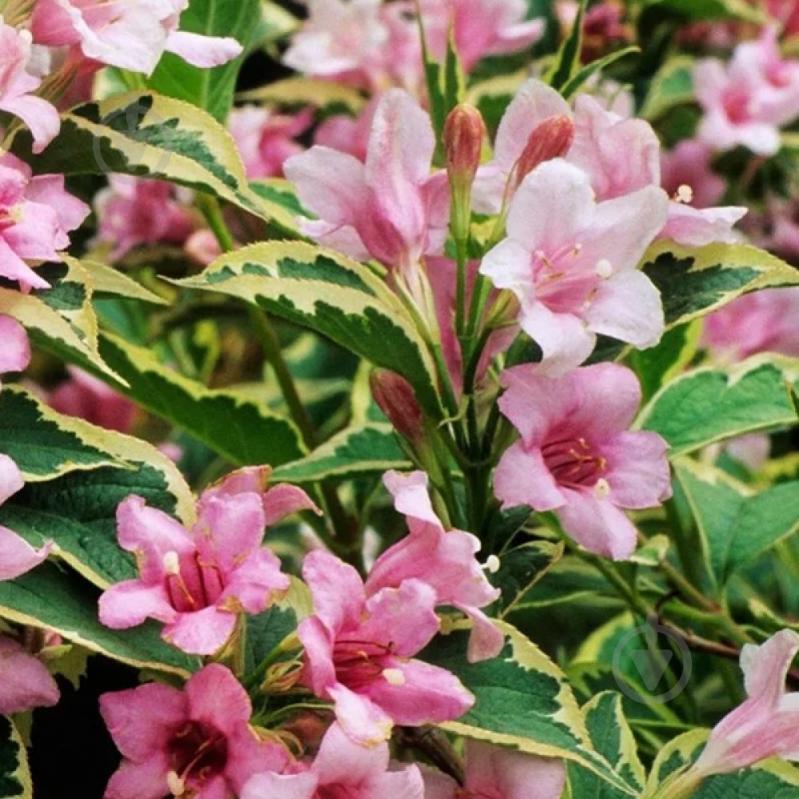 Растение Вейгела Nana Variegata С7, Н60-80 - фото 1