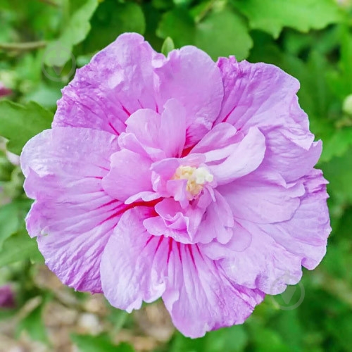 Растение Гибискус сирийский Lavander Chiffon C7 - фото 1 Растение Гибискус сирийский Lavander Chiffon C7 - фото 1