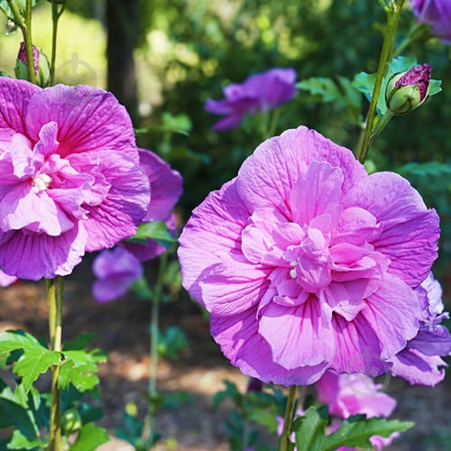 Растение Гибискус сирийский Lavander Chiffon C7 - фото 2 Растение Гибискус сирийский Lavander Chiffon C7 - фото 2