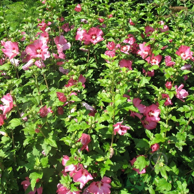 Растение Гибискус сирийский Pink Giant C7 - фото 3