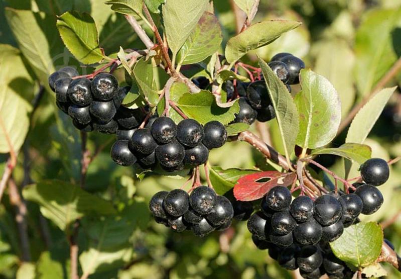 Растение Рябина черноплодная С10 - фото 1
