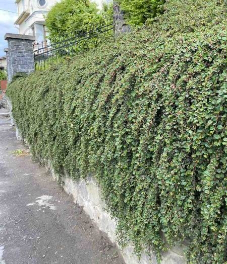 Растение Кизильник Даммера C2 - фото 3 Растение Кизильник Даммера C2 - фото 3