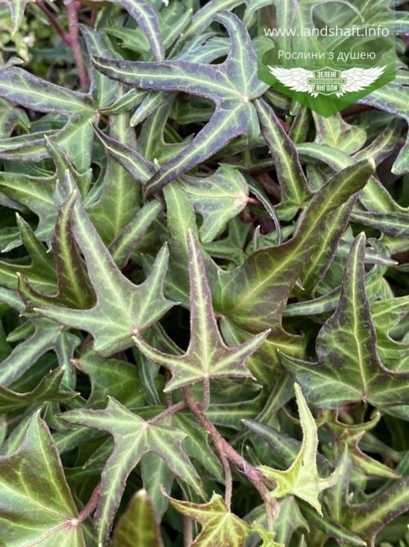 Растение Плющ обыкновенный Sagittifolia C3 - фото 1 Растение Плющ обыкновенный Sagittifolia C3 - фото 1