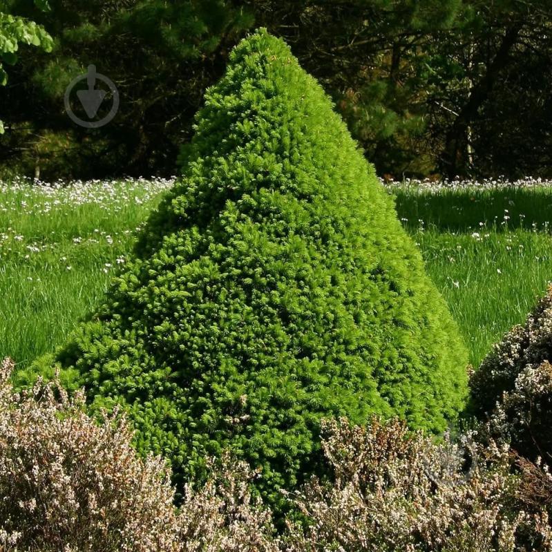 Растение Ель сизая Conica C3 - фото 3 Растение Ель сизая Conica C3 - фото 3