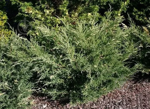 Растение Можжевельник виргинский Hetz Variegata C3 - фото 2