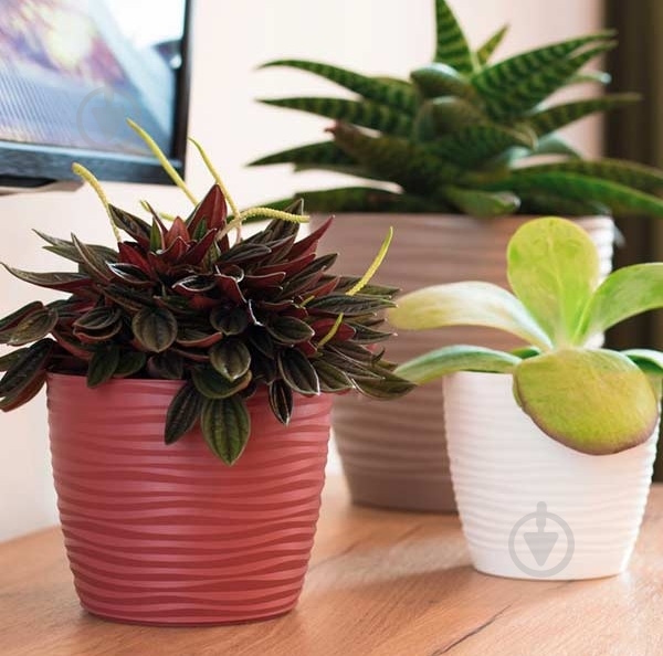 Горшок для цветов "Сахара-11" с подставкой круглый зеленый чай 0,7 л Form Plastic - фото 2 Горшок для цветов "Сахара-11" с подставкой круглый зеленый чай 0,7 л Form Plastic - фото 2