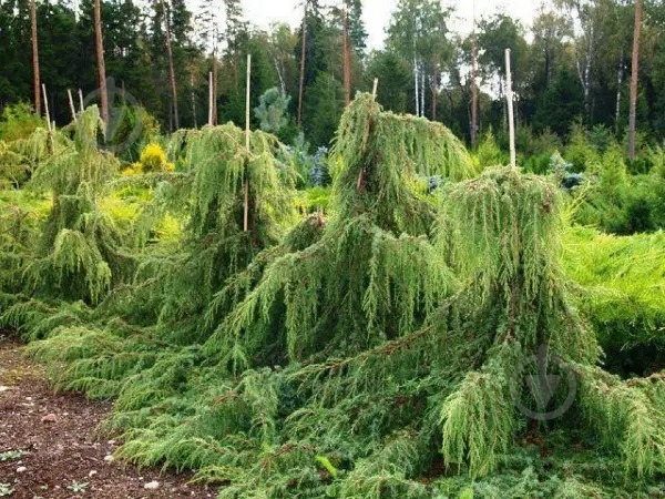 Растение Можжевельник обыкновенный Horstmann C7 - фото 2