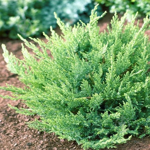 Растение Можжевельник казацкий Tamariscifolia C3 - фото 1