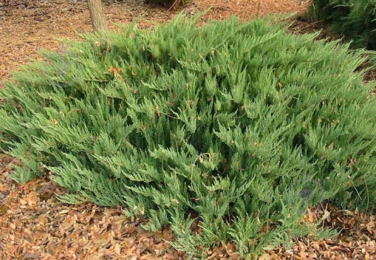 Растение Можжевельник казацкий Tamariscifolia C3 - фото 2