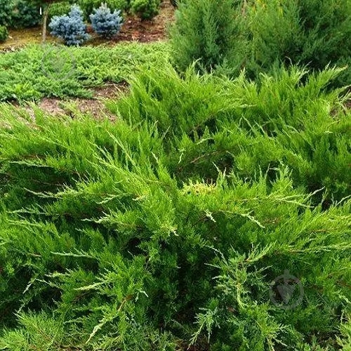 Растение Можжевельник Пфитцера (средний) Mint Julep C14 - фото 1
