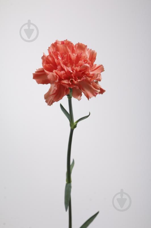 Гвоздика Orange одноголовая 50 см оранжевая (Нидерланды) - фото 2