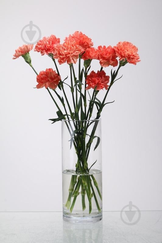 Гвоздика Orange одноголовая 50 см оранжевая (Нидерланды) - фото 1