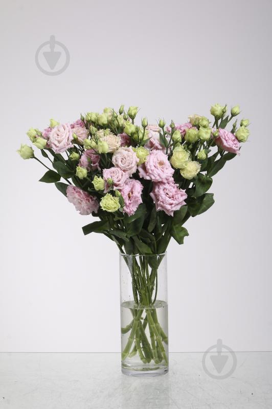 Эустома Alissa 60 см розовая (Нидерланды) - фото 1