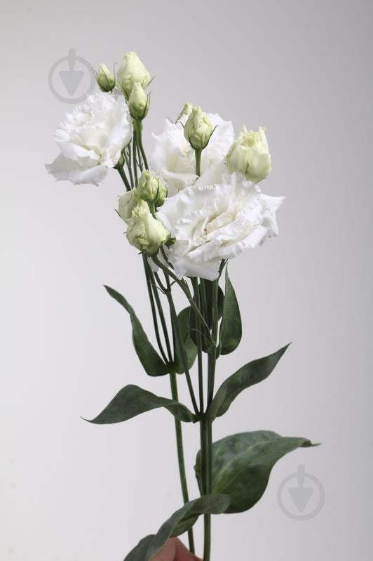 Эустома Alissa 60 см белая (Нидерланды) - фото 2