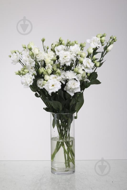 Эустома Alissa 60 см белая (Нидерланды) - фото 1