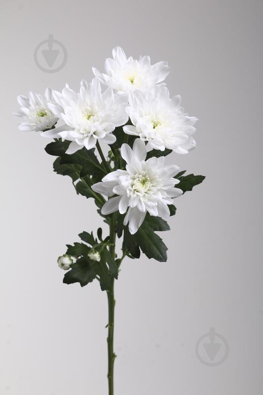 Хризантема Baltica спрей (кустовая) 60 см белая (Нидерланды) - фото 2 Хризантема Baltica спрей (кустовая) 60 см белая (Нидерланды) - фото 2