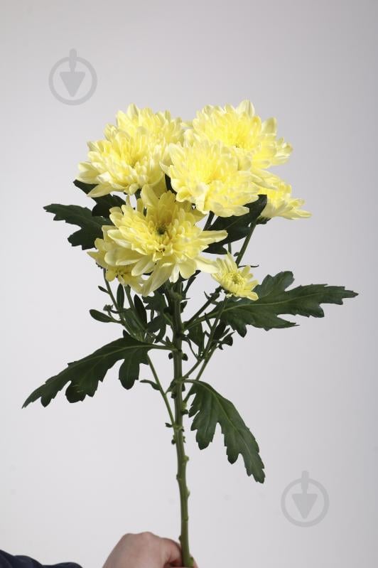 Хризантема Baltica спрей (кустовая) 60 см желтая (Нидерланды) - фото 2 Хризантема Baltica спрей (кустовая) 60 см желтая (Нидерланды) - фото 2