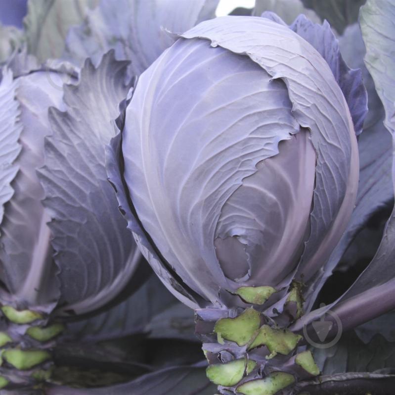 Семена Професійне насіння капуста краснокочанная Интеграл F1 20 шт. (4820176693914) - фото 2