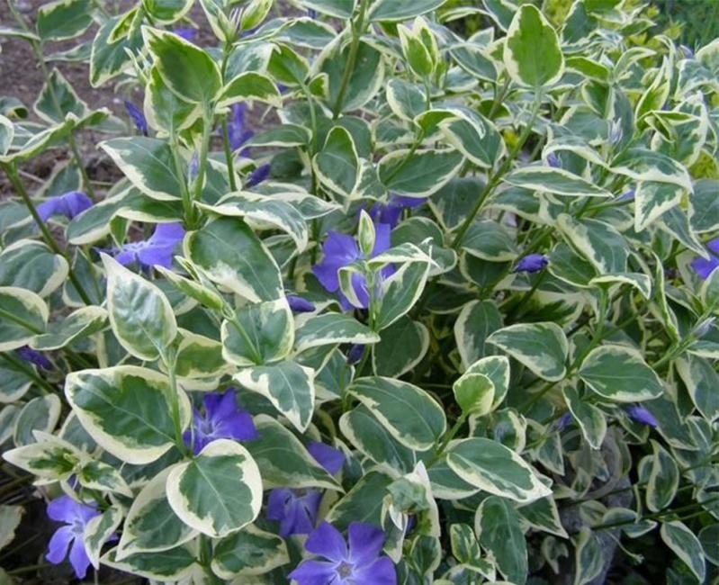 Растение Барвинок большой Variegata p9 - фото 2 Растение Барвинок большой Variegata p9 - фото 2