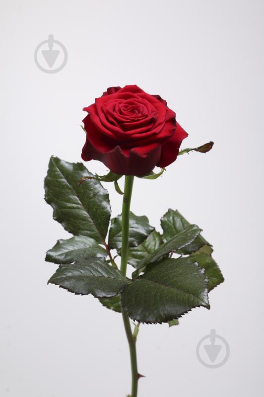 Роза Престиж одноголовая классическая 70 см красная (Украина) - фото 2 Роза Престиж одноголовая классическая 70 см красная (Украина) - фото 2