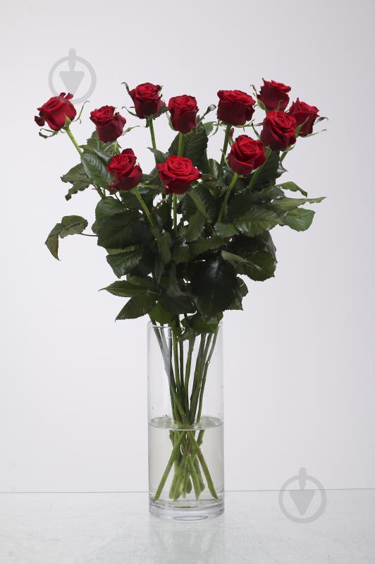 Роза Престиж одноголовая классическая 70 см красная (Украина) - фото 1 Роза Престиж одноголовая классическая 70 см красная (Украина) - фото 1