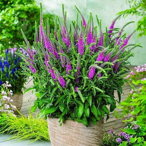 Растение Вероника гибр. Plumosa Amethyst Plume C2 - фото 2 Растение Вероника гибр. Plumosa Amethyst Plume C2 - фото 2