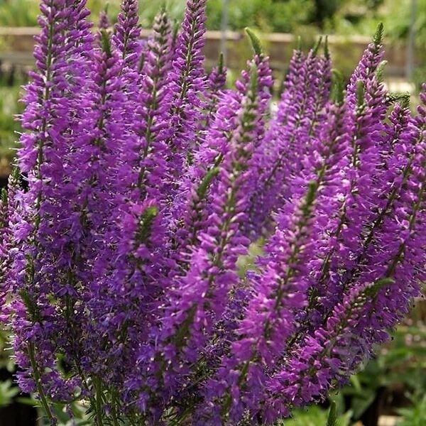 Растение Вероника гибр. Plumosa Amethyst Plume C2 - фото 3 Растение Вероника гибр. Plumosa Amethyst Plume C2 - фото 3