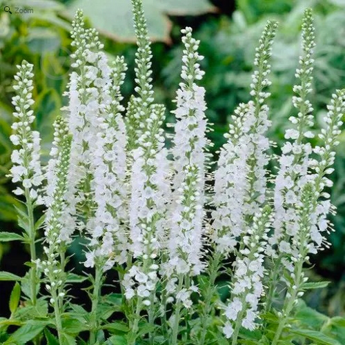 Растение Вероника длиннолистная White C1.5 - фото 1