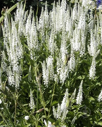Растение Вероника длиннолистная White C1.5 - фото 2