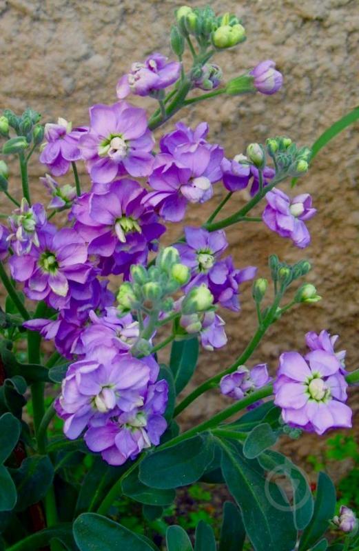 Семена Професійне насіння левкой Эксельсиор фиолетовый 0,1 г (4823058204086) - фото 3 Семена Професійне насіння левкой Эксельсиор фиолетовый 0,1 г (4823058204086) - фото 3