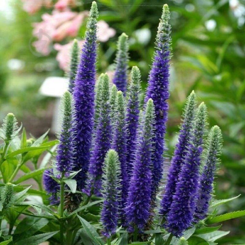Рослина Вероніка колоскова Ulster Dwarf Blue C2 - фото 2