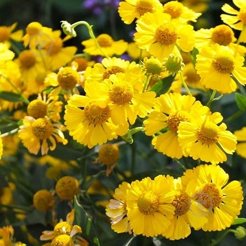 Растение Гелениум гибридный Kanaria C3 - фото 2