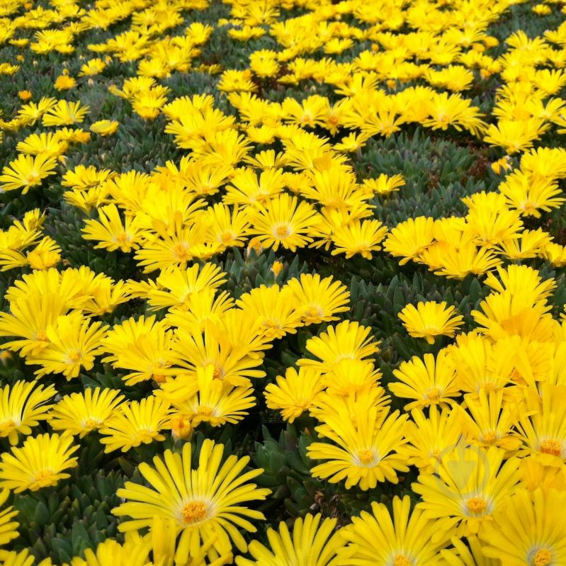 Растение Делосперма Yellow Ice Plant p9 - фото 2 Растение Делосперма Yellow Ice Plant p9 - фото 2