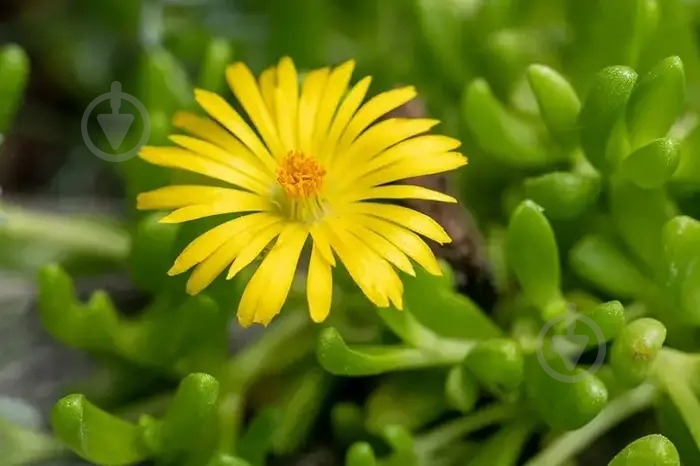 Растение Делосперма Yellow Ice Plant p9 - фото 3 Растение Делосперма Yellow Ice Plant p9 - фото 3