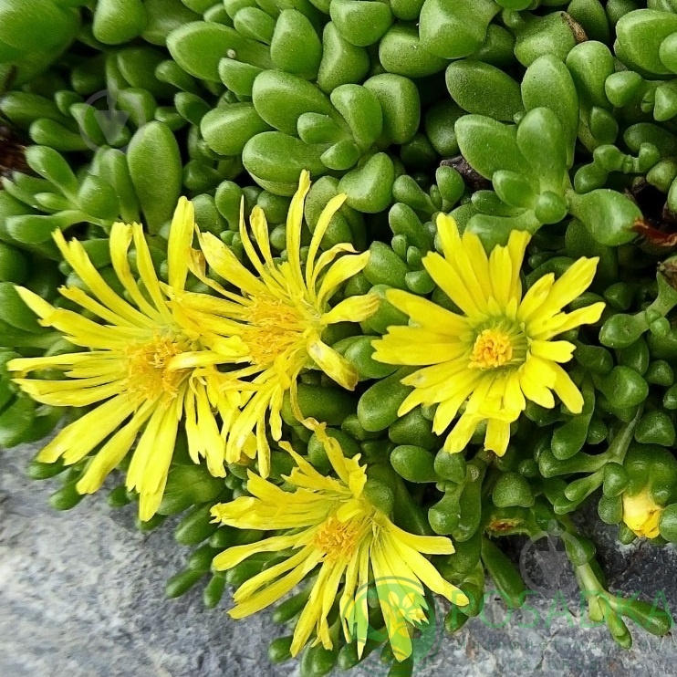 Растение Делосперма Yellow Ice Plant p9 - фото 4 Растение Делосперма Yellow Ice Plant p9 - фото 4