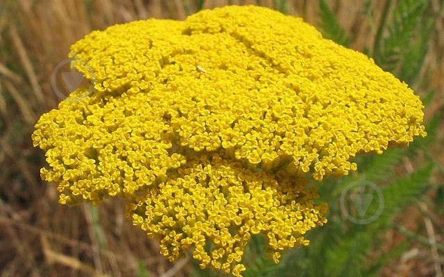 Растение Тысячелистник таволговой Coronation Gold C3 - фото 3