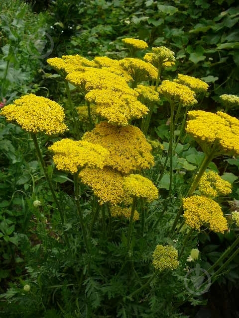 Растение Тысячелистник таволговой Coronation Gold C3 - фото 1