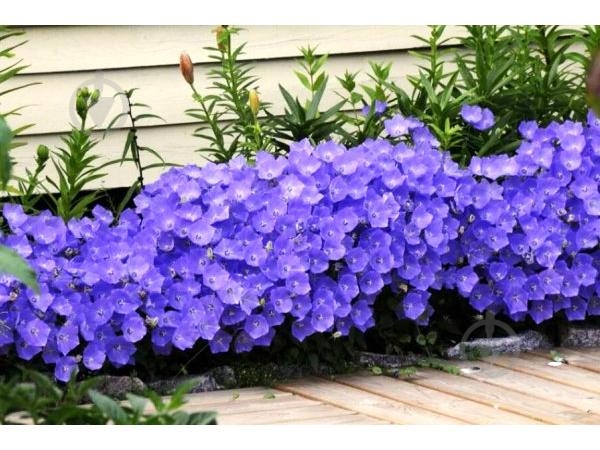 Рослина Дзвоник карпатський Blue Clips p9 - фото 3