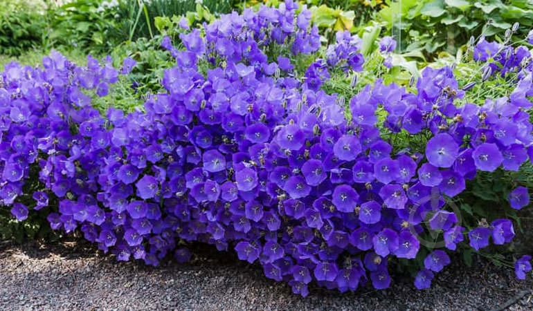 Рослина Дзвоник карпатський Blue Clips p9 - фото 6