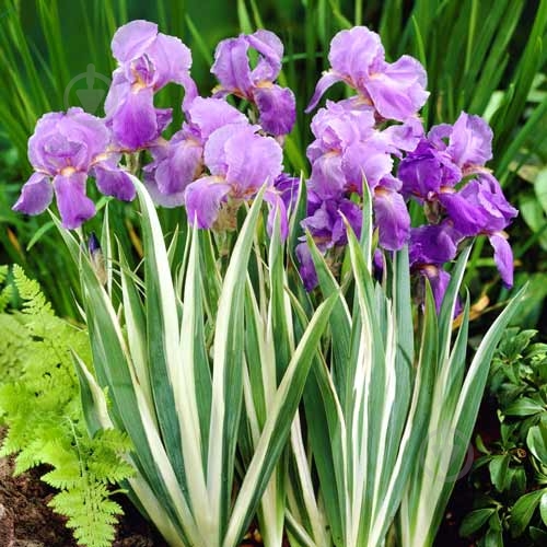 Растение Ирис германский Variegata C1,5 - фото 1