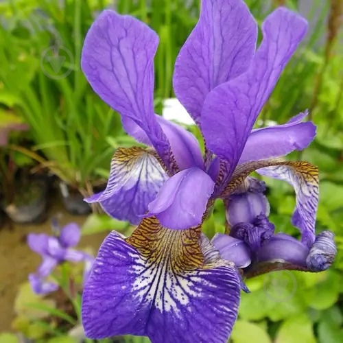Растение Ирис сибирский Blue King C1,5 - фото 3 Растение Ирис сибирский Blue King C1,5 - фото 3