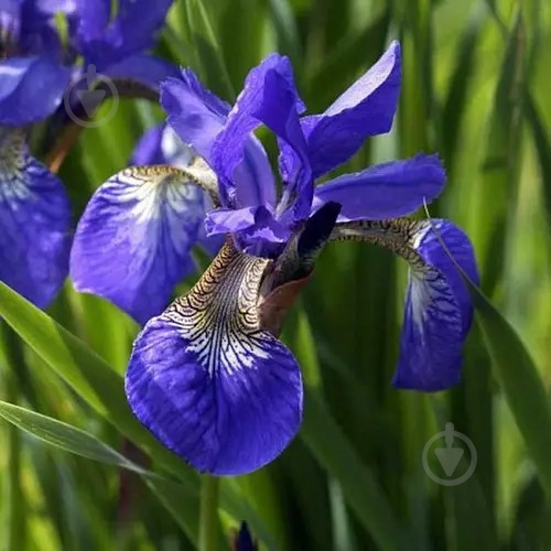 Растение Ирис сибирский Blue King C1,5 - фото 1 Растение Ирис сибирский Blue King C1,5 - фото 1