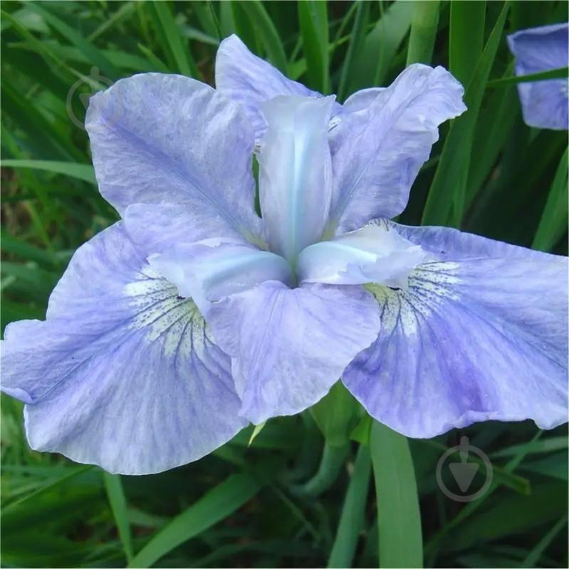 Растение Ирис сибирский Dear Delight C1,5 - фото 1