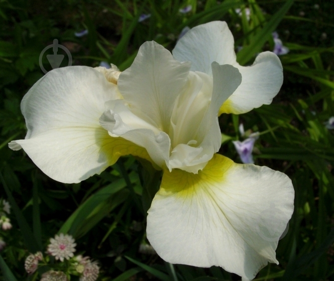 Растение Ирис сибирский White Swirl C3 - фото 6 Растение Ирис сибирский White Swirl C3 - фото 6