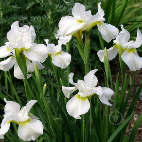 Растение Ирис сибирский White Swirl C3 - фото 4 Растение Ирис сибирский White Swirl C3 - фото 4