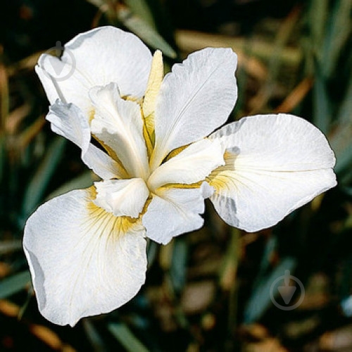 Растение Ирис сибирский White Swirl C3 - фото 3 Растение Ирис сибирский White Swirl C3 - фото 3